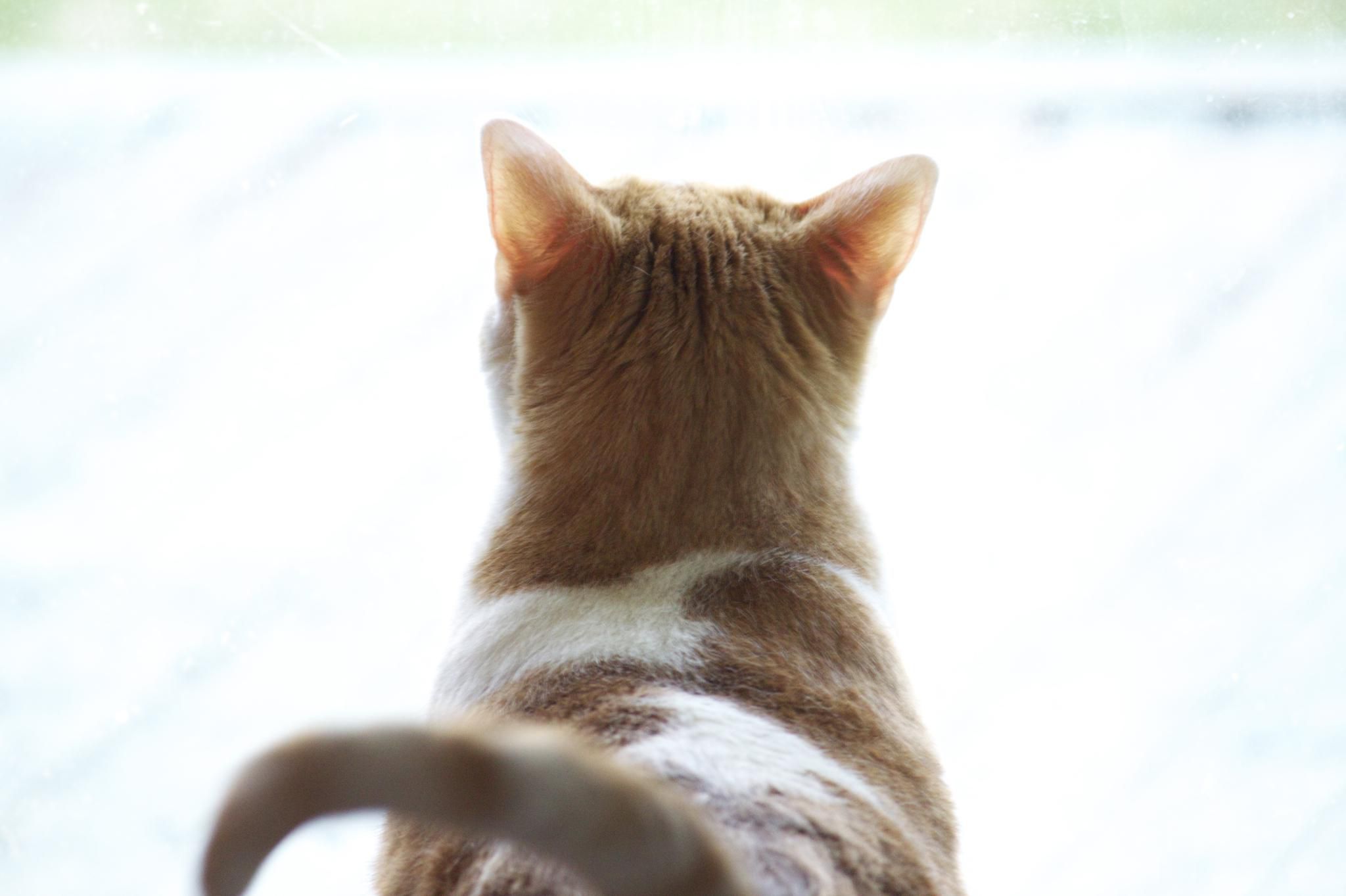 从后面看一只猫。