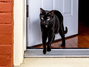 黑猫从前门逃跑