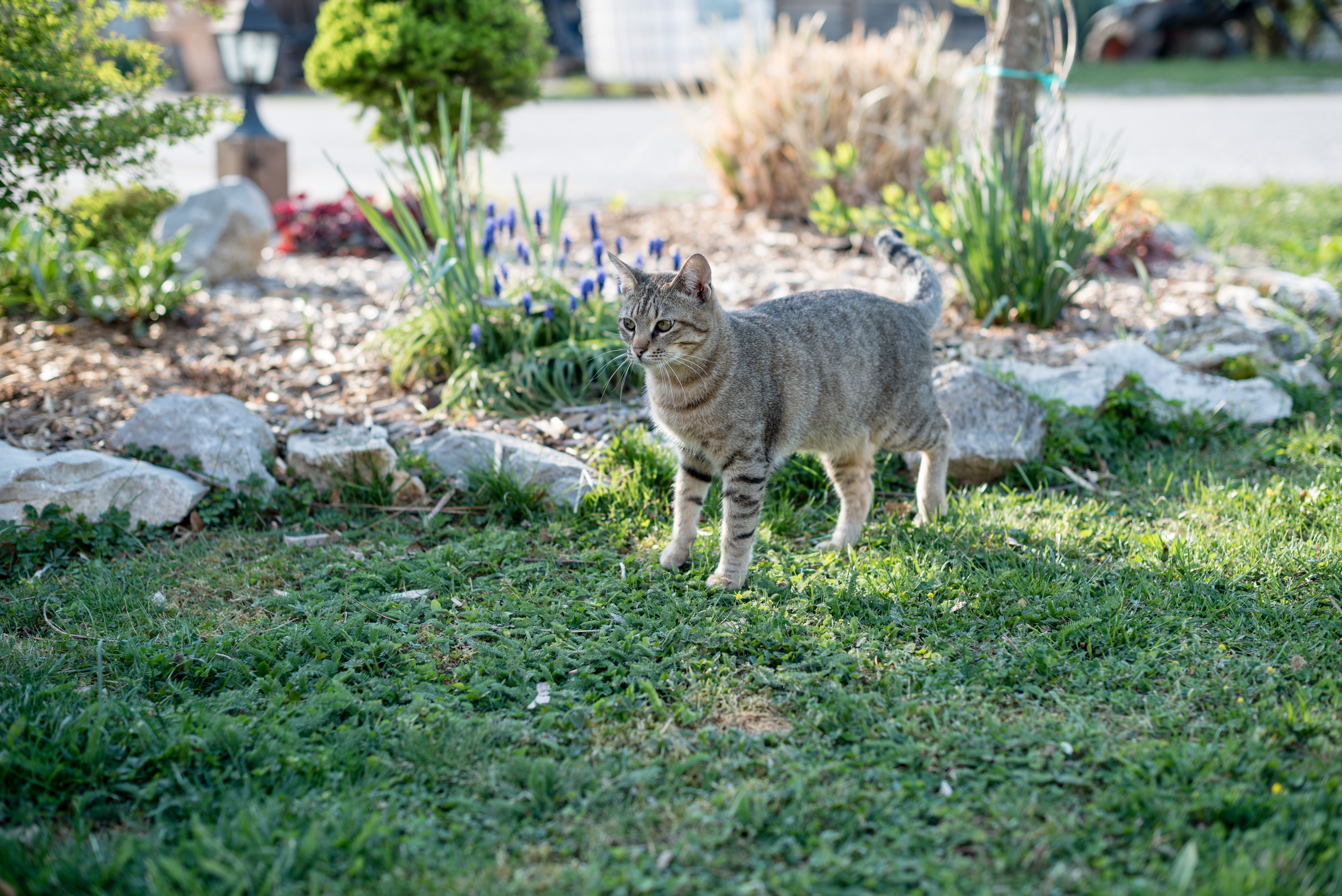 小猫在院子里探索