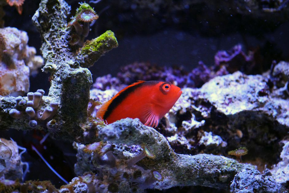 火焰Hawkfish