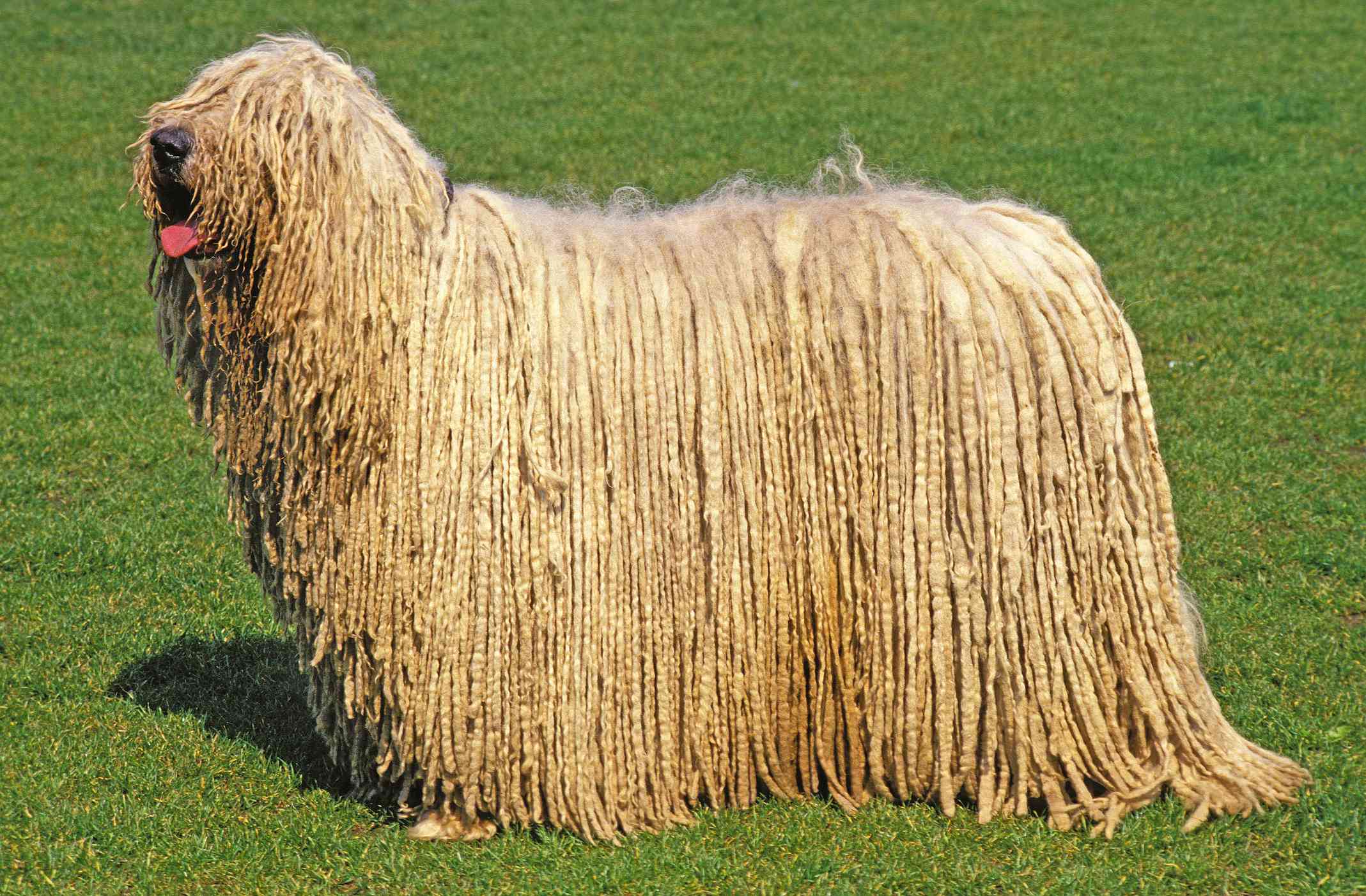 牧羊犬