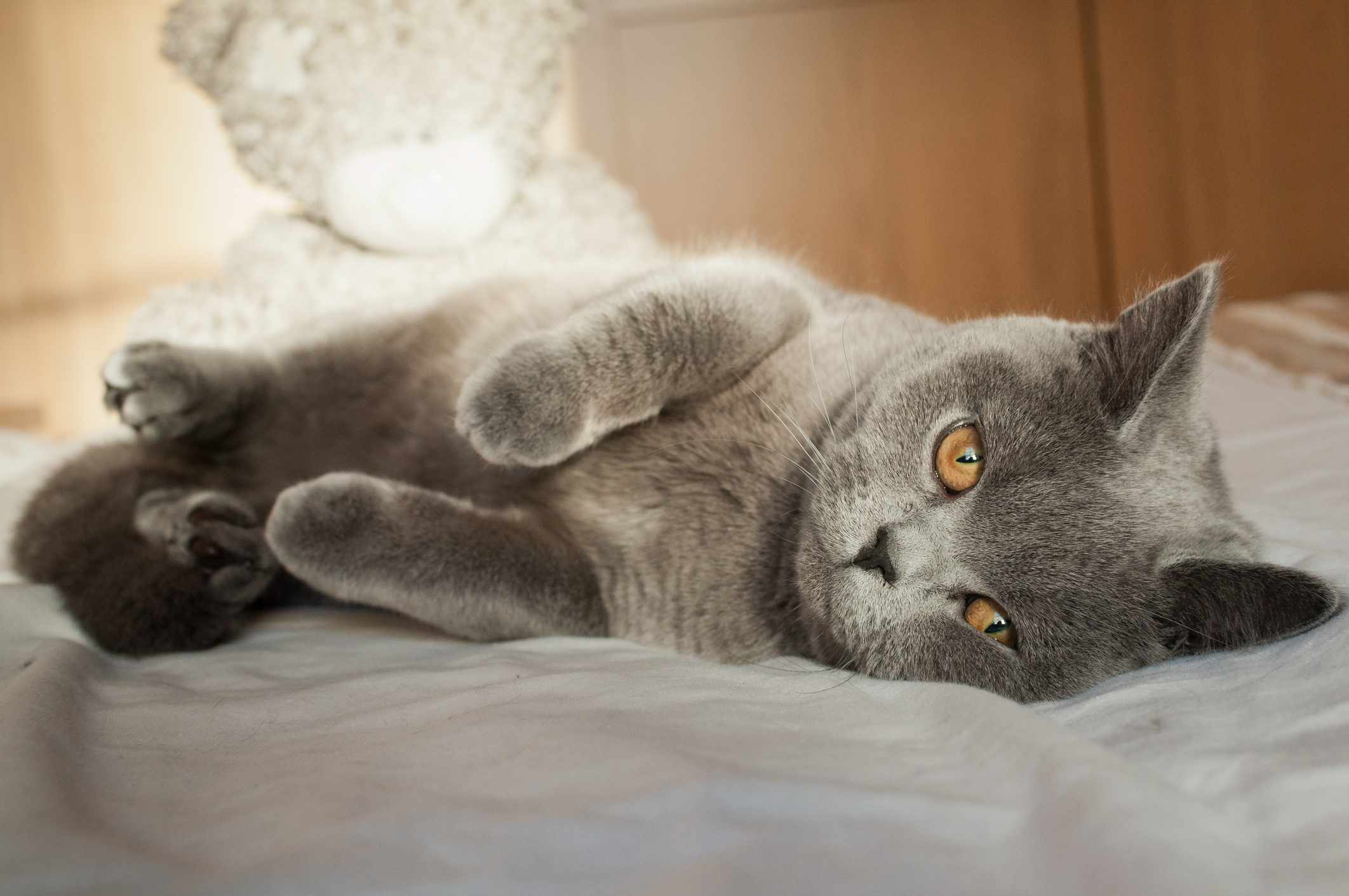 有蓝色皮毛的英国短毛猫