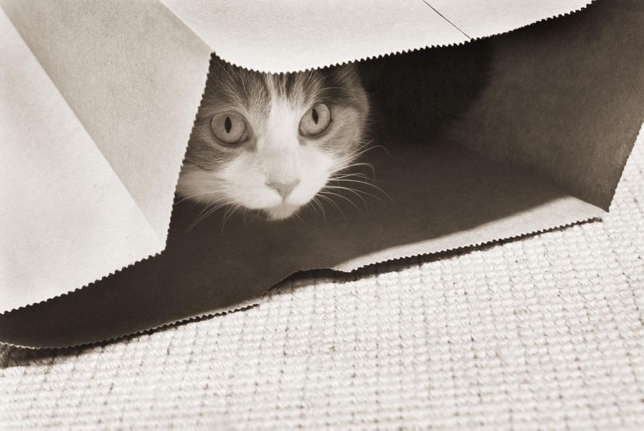 在包里的猫