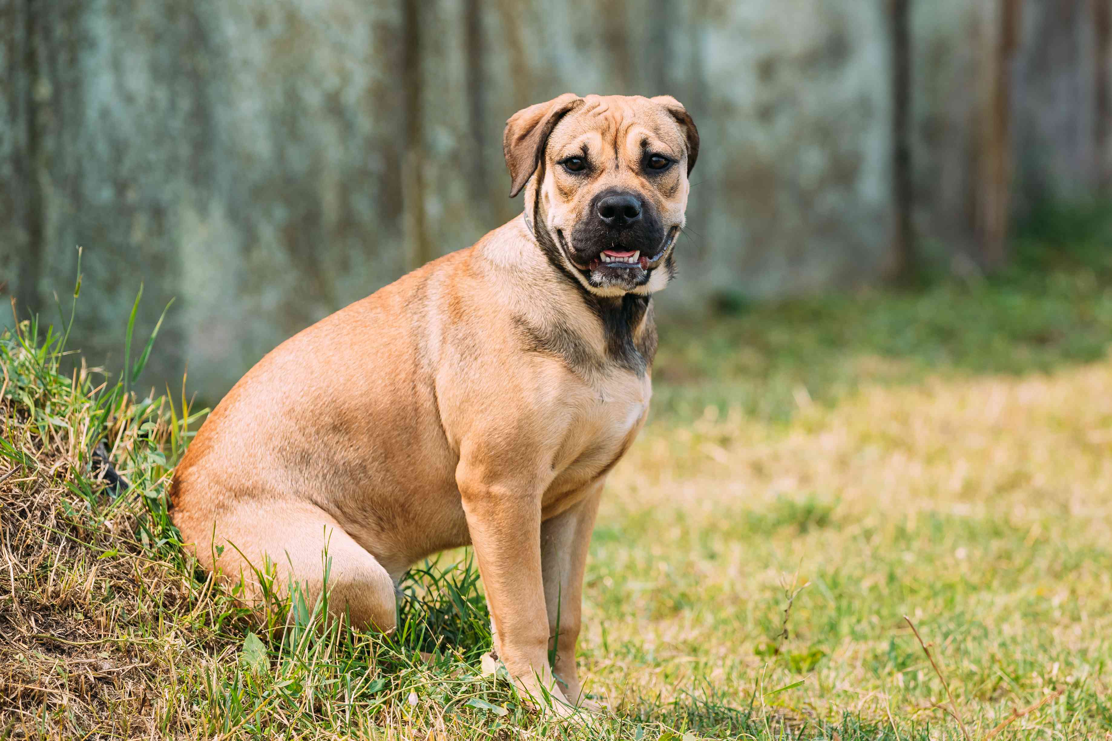 Ca De Bou或Perro De Presa Mallorquin小狗坐在户外的草地上