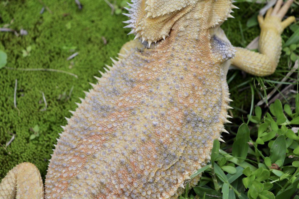 讨债人变形Beardie