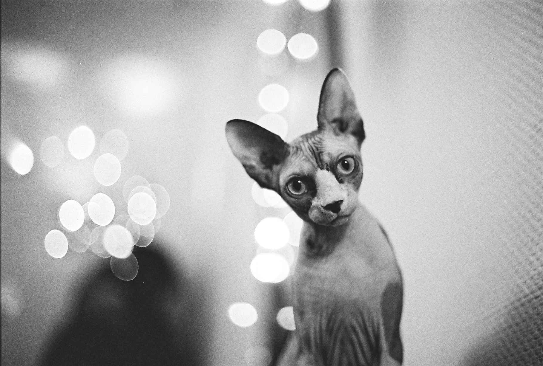 Sphynx猫