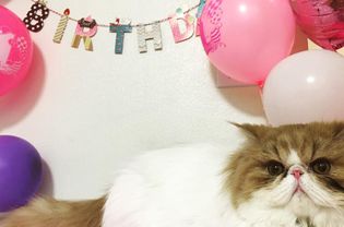 猫生日
