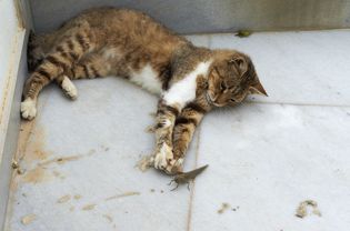街头猫抓蚱蜢，圣托林，基克拉迪斯，希腊