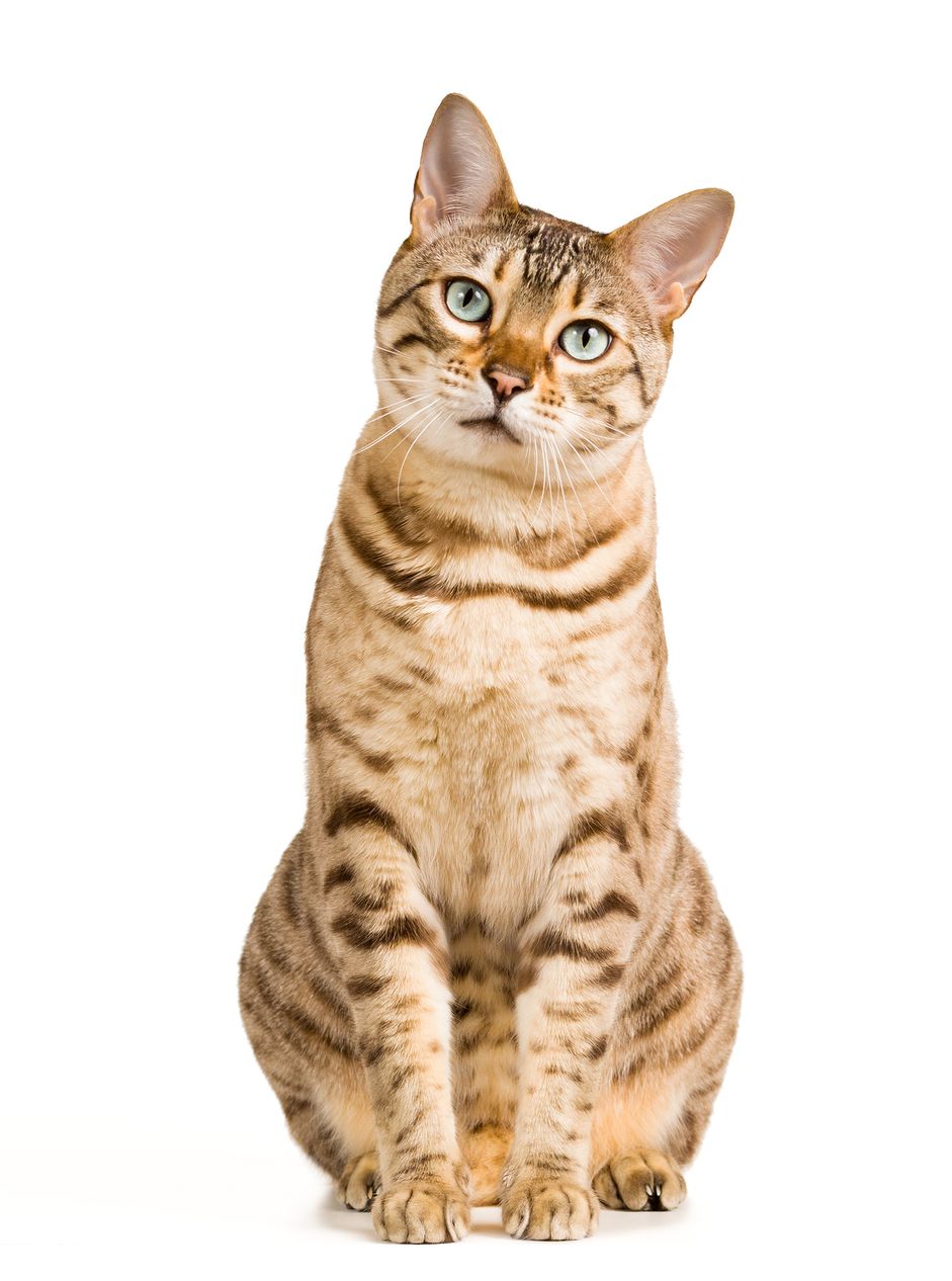 猫坐在白色背景上看着相机