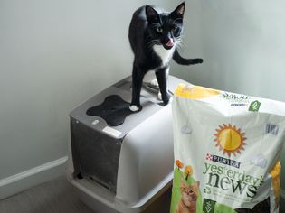 Cat perched on top of a litter box next to a bag of Purina Yesterday’s News Unscented Paper Cat Litter