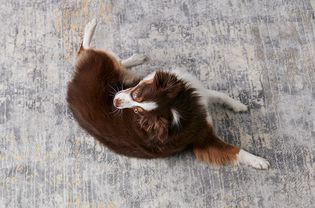 一只翻滚的澳大利亚牧羊犬