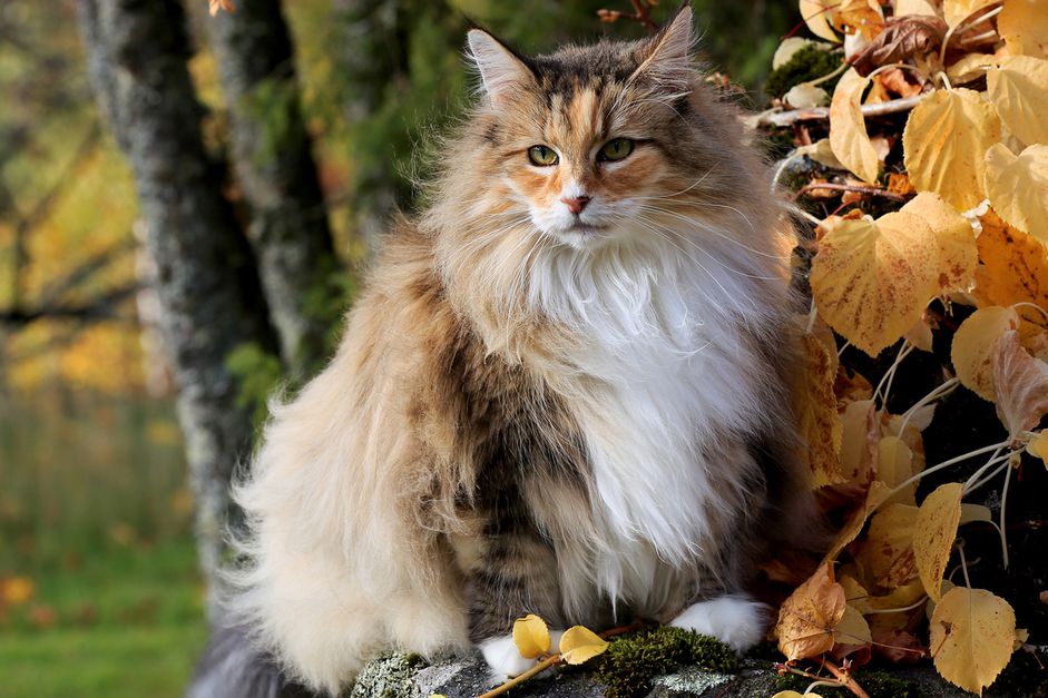 一个挪威森林森林里的猎豹在动物园里