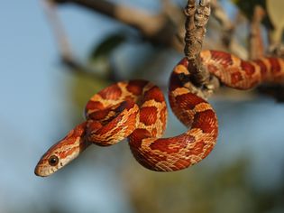 Corn Snake from the Lower Florida Keys