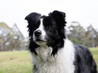 外面是黑白相间的牧羊犬