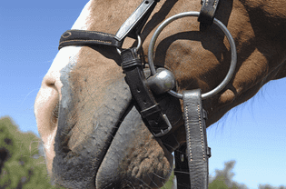 马带着一个松散的环咬咬